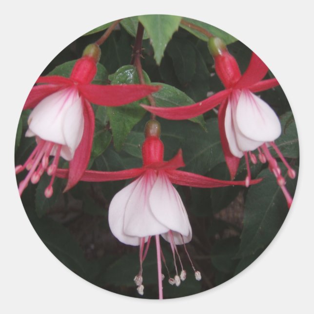 Sticker Rond Fleurs (Devant)