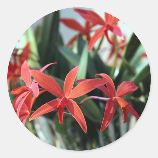 Sticker Rond Fleurs 99 (Devant)