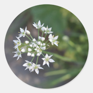 Sticker Rond Fleurs blanches délicieuses fleurs florales Photo