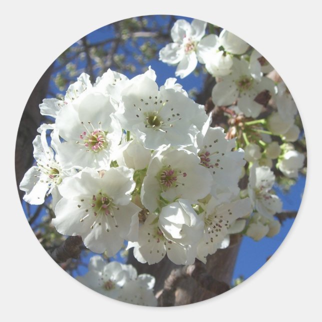 Sticker Rond Fleurs blanches I Poirier ornemental (Devant)