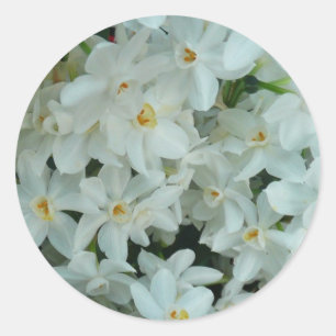 Sticker Rond Fleurs blanches sensibles de narcisse de