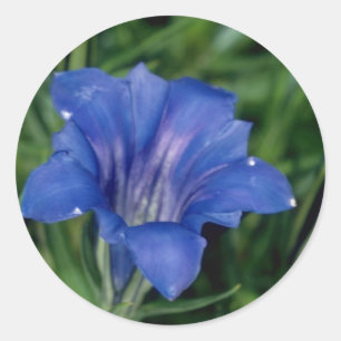 Sticker Rond Fleurs bleues de gentiane