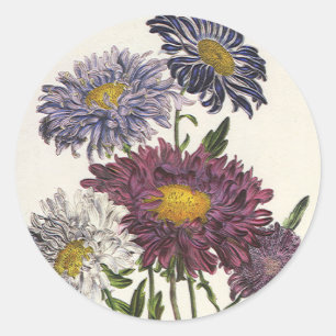 Sticker Rond Fleurs d'Aster violettes florales vintage