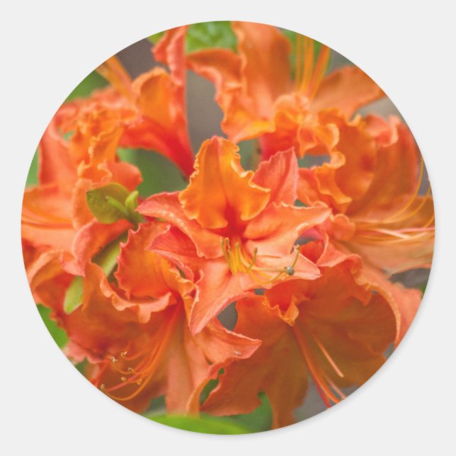 Sticker Rond Fleurs d'Azalée orange (Devant)