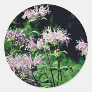 Sticker Rond Fleurs de baume d'abeille violet