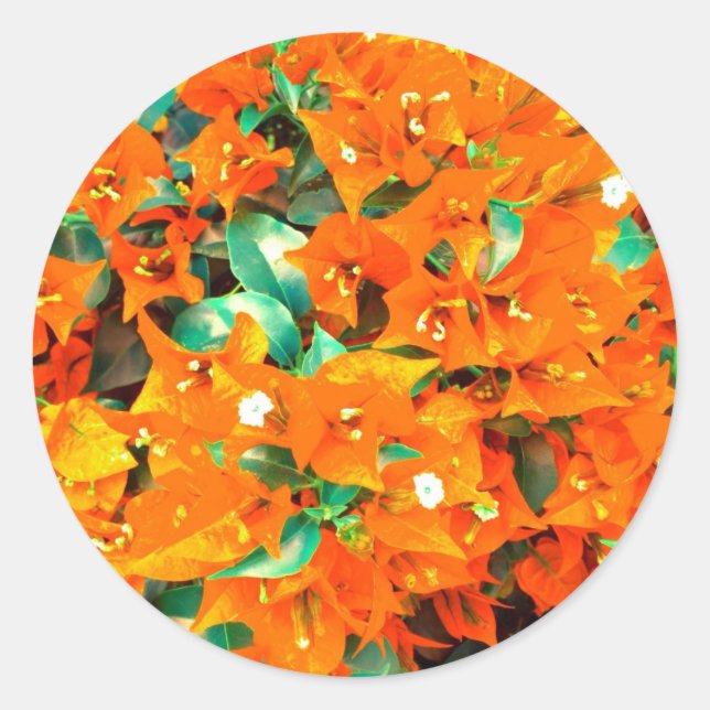 Sticker Rond Fleurs de bougainvillée orange vibrant (Devant)