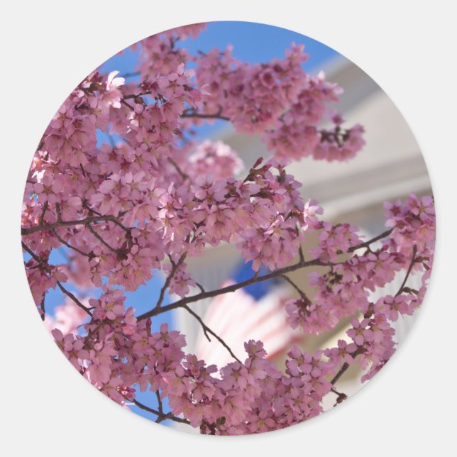 Sticker Rond Fleurs de cerisier Sakura Americana (Devant)