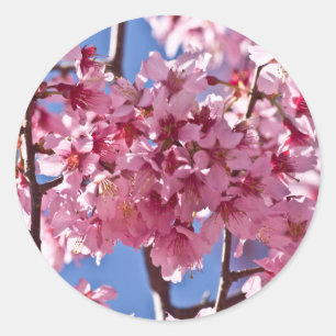Sticker Rond Fleurs de cerisier Sakura Étoiles rouges