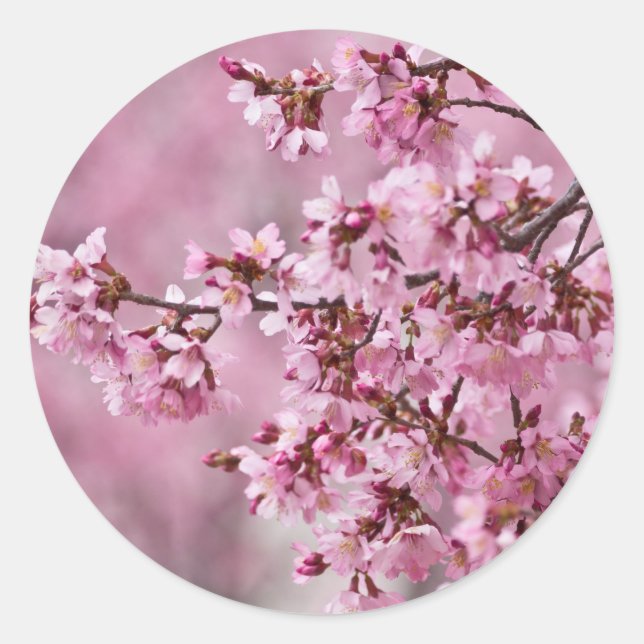 Sticker Rond Fleurs de Cerisier Sakura Pastel Rose Calquees (Devant)