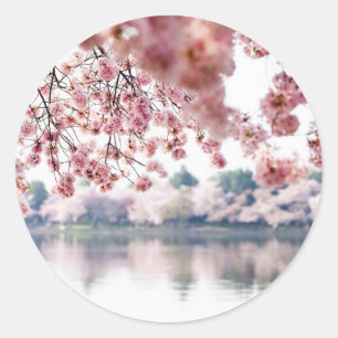 Sticker Rond Fleurs de cerisiers