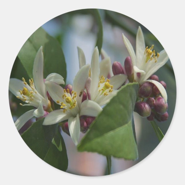 Sticker Rond Fleurs de citron (Devant)