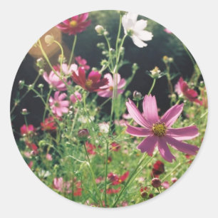 Sticker Rond Fleurs de Cosmos : Japon