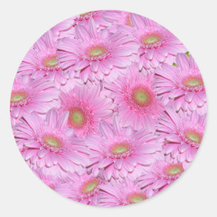 Sticker Rond Fleurs De Gerbera Rose Dans Des Clusters Serrés,