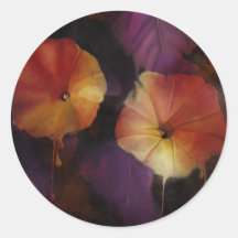 Fleurs de gloire du matin