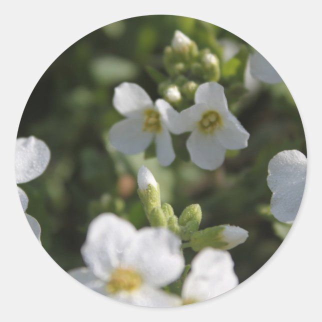 Sticker Rond Fleurs de jardin d'été blanches fraîches et feuill (Devant)