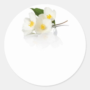 Sticker Rond Fleurs de jasmin sur l'arrière - plan blanc. Macr