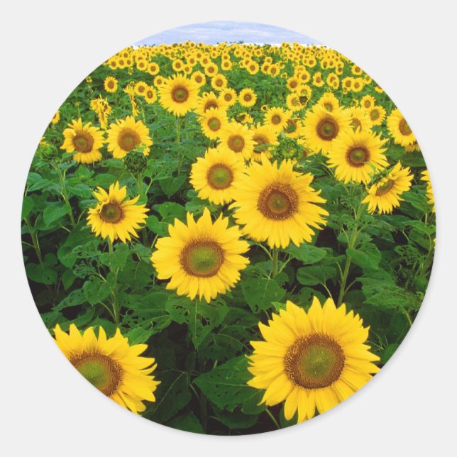 Sticker Rond Fleurs de jaune de gisement de tournesol (Devant)