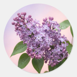 Sticker Rond Fleurs de lilas violet frais Floral de printemps