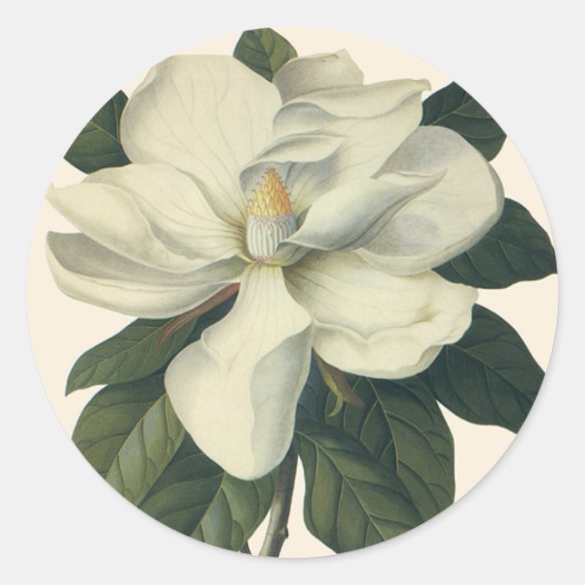 Sticker Rond Fleurs de magnolia blanc fleuri vintage (Devant)