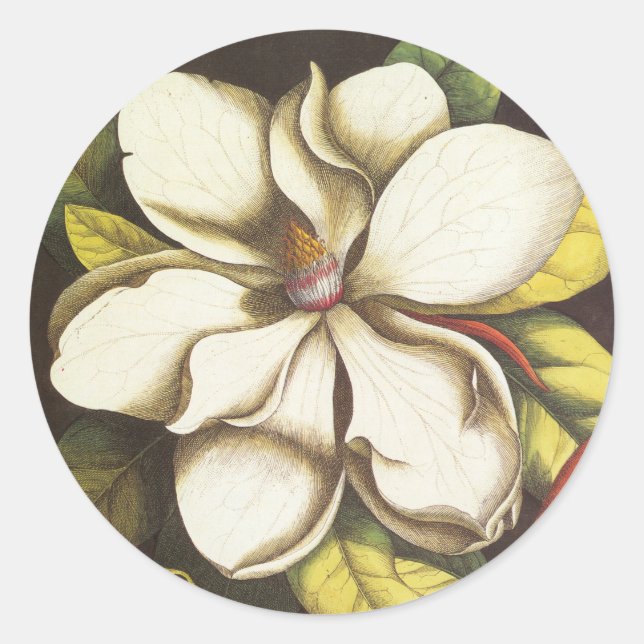 Sticker Rond Fleurs de magnolia vintage avec graines (Devant)
