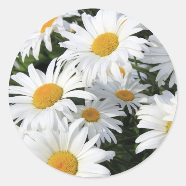Sticker Rond Fleurs de marguerite grandissant Blanc (Devant)