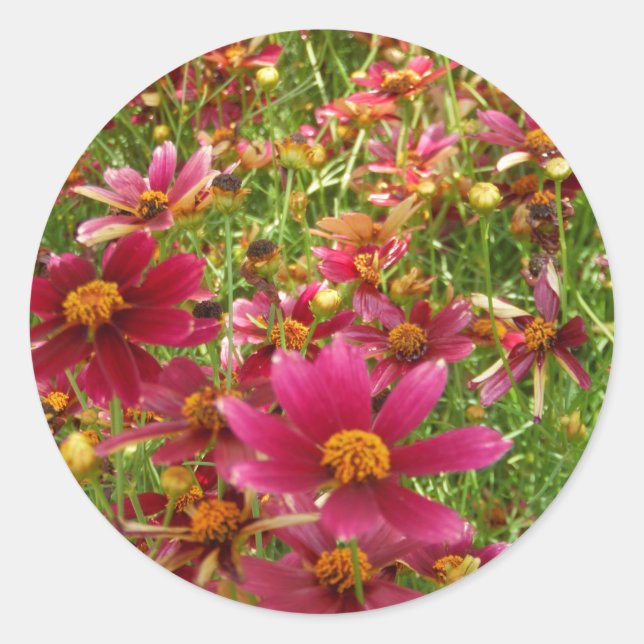 Sticker Rond Fleurs de marguerite rose et jaune brillantes (Devant)