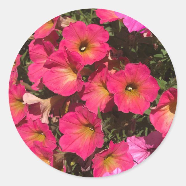 Sticker Rond Fleurs de pétunia roses printemps (Devant)