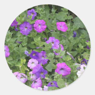 Sticker Rond Fleurs de pétunia violettes florales de printemps