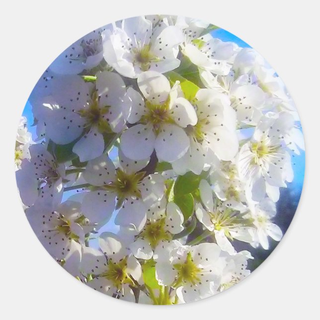 Sticker Rond Fleurs de poires (Devant)