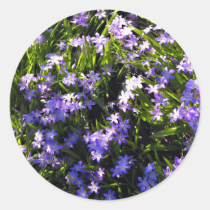Sticker Rond Fleurs de printemps de Squill Bleu