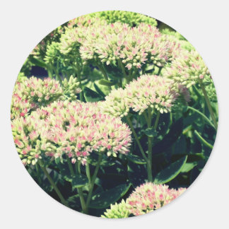 Sticker Rond Fleurs de sédum roses