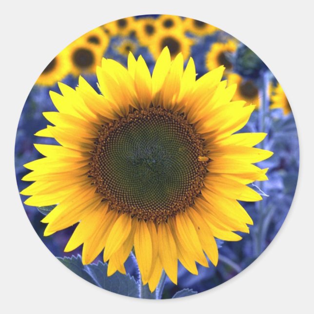 Sticker Rond Fleurs de soleil (Devant)