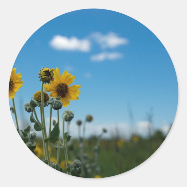Sticker Rond Fleurs de soleil sur le ciel bleu (Devant)
