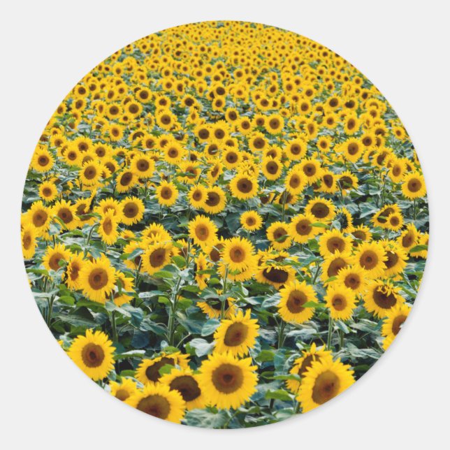 Sticker Rond Fleurs de soleil, Wisconsin field (Devant)