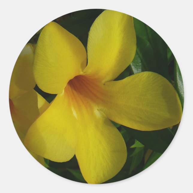 Sticker Rond Fleurs de trompette d'or II Tropical (Devant)