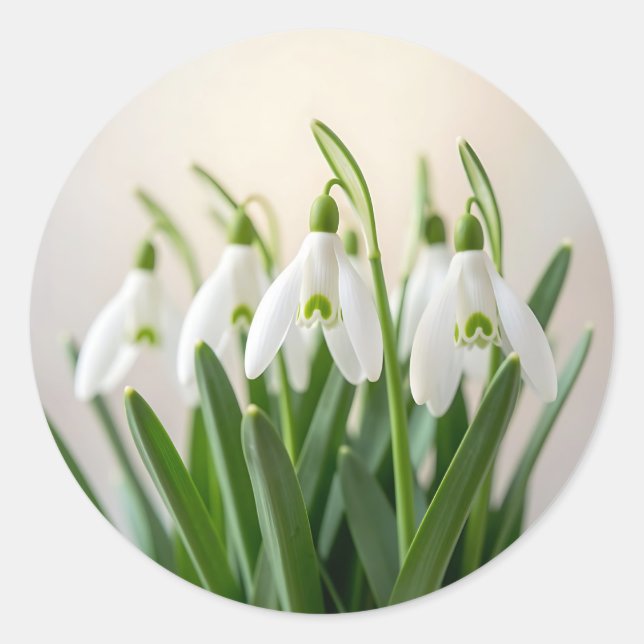 Sticker Rond Fleurs délicates de perce-neige de printemps (Devant)