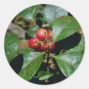 Sticker Rond Fleurs d'hiver (Gaultheria Procumbens)