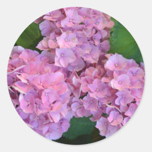 Sticker Rond Fleurs d'hortensia rose pastel 