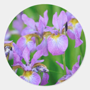 Sticker Rond Fleurs d'Iris en fleurs violettes