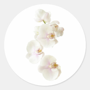 Sticker Rond Fleurs d'orchidée