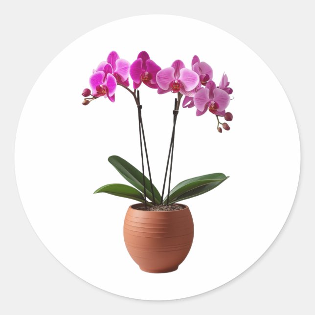 Sticker Rond Fleurs d'orchidée Magenta en Fleur dans un Pot  (Devant)