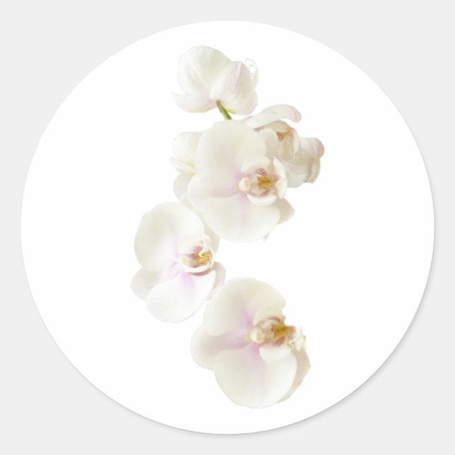 Sticker Rond Fleurs d'orchidées (Devant)