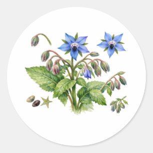 Sticker Rond Fleurs et feuilles d'herbe de bourrache à l'aquare