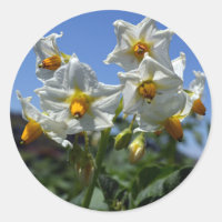 Fleurs étoilées Solanum tuberosum
