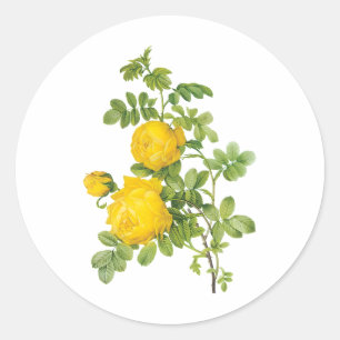 Sticker Rond Fleurs florales vintages, Roses jaunes de Redoute