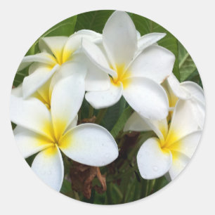 Sticker Rond Fleurs Hawaii Plumeria