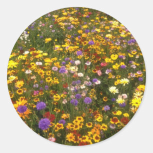Sticker Rond Fleurs jaunes de fleurs sauvages