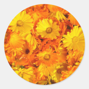 Sticker Rond Fleurs mariganes jaunes oranges