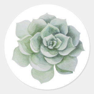 Sticker Rond Fleurs Merci Vert Sauge Succulent Cactus Menthe