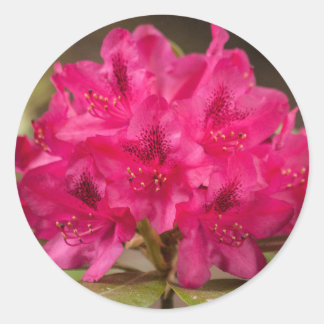 Sticker Rond Fleurs Rhododendron Rose Chaud Personnalisées